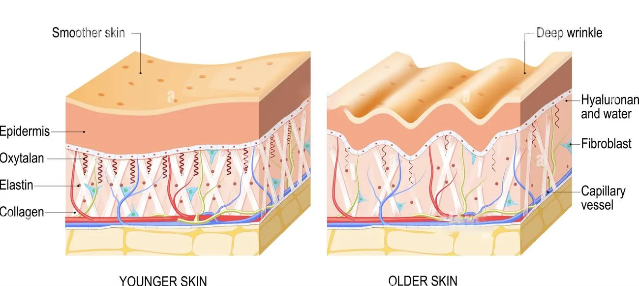Young vs Old skin